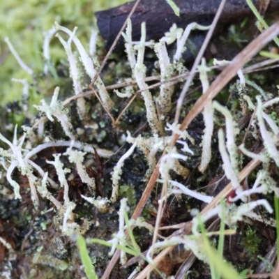 Unidentified Lichen, Moss or other Bryophyte at Albury, NSW - 25 Jun 2023 by KylieWaldon