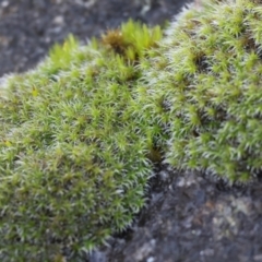 Grimmia sp. at Albury, NSW - 25 Jun 2023 by KylieWaldon