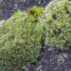 Grimmia sp. at Albury, NSW - 25 Jun 2023 by KylieWaldon