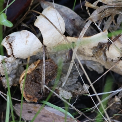 Unidentified Spore sac on a star-like base [earthstars] at Nail Can Hill - 25 Jun 2023 by KylieWaldon