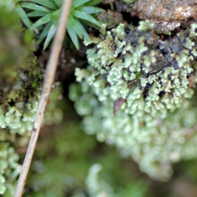 Unidentified Moss, Liverwort or Hornwort at Albury - 25 Jun 2023 by KylieWaldon