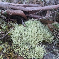 Cladonia sp. (genus) (Cup Lichen) at Block 402 - 24 Jun 2023 by HelenCross