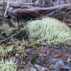 Cladonia sp. (genus) at Stromlo, ACT - 24 Jun 2023