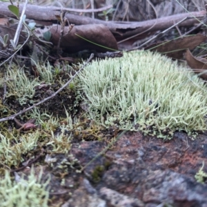 Cladonia sp. (genus) at Stromlo, ACT - 24 Jun 2023