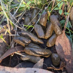 Trichosurus vulpecula (Common Brushtail Possum) at Denman Prospect 2 Estate Deferred Area (Block 12) - 24 Jun 2023 by HelenCross