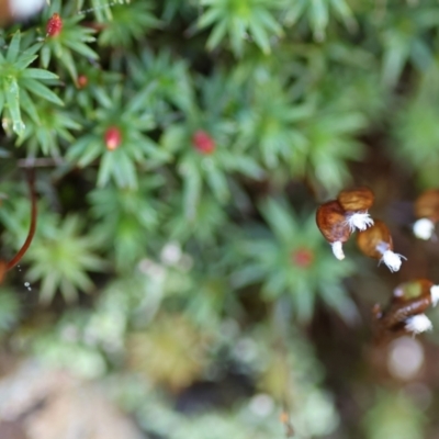 Dawsonia (genus) at Albury - 25 Jun 2023 by KylieWaldon