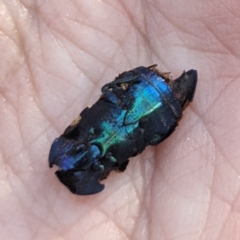 Castiarina klugii (Jewel beetle) at Block 402 - 24 Jun 2023 by HelenCross
