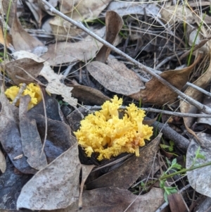 Ramaria lorithamnus at Molonglo Valley, ACT - 24 Jun 2023