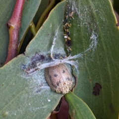 Paropsis charybdis (Eucalyptus leaf beetle) at Lions Youth Haven - Westwood Farm A.C.T. - 23 Jun 2023 by HelenCross