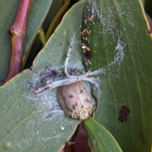 Paropsis charybdis at Stromlo, ACT - 23 Jun 2023