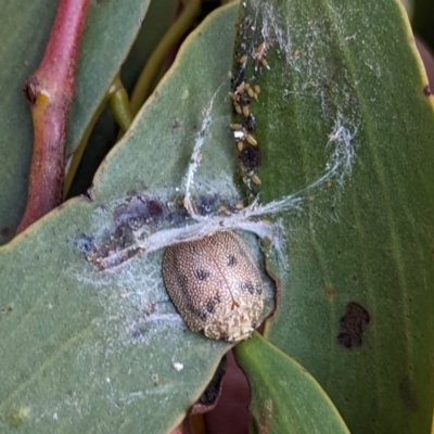 Paropsis charybdis (Eucalyptus leaf beetle) at Stromlo, ACT - 23 Jun 2023 by HelenCross