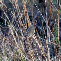 Acanthiza pusilla (Brown Thornbill) at QPRC LGA - 25 Jun 2023 by Wandiyali