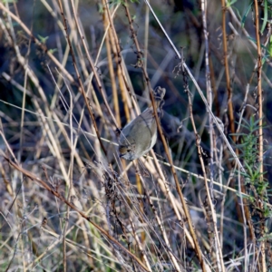 Acanthiza pusilla at Googong, NSW - 25 Jun 2023