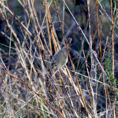 Acanthiza pusilla (Brown Thornbill) at Wandiyali-Environa Conservation Area - 25 Jun 2023 by Wandiyali