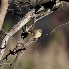 Acanthiza reguloides (Buff-rumped Thornbill) at QPRC LGA - 24 Jun 2023 by Wandiyali