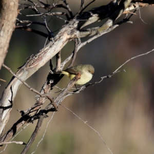 Acanthiza reguloides at Googong, NSW - 25 Jun 2023