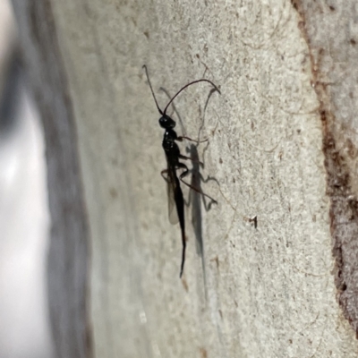 Monomachus antipodalis (A parasitic wasp) at Greenleigh, NSW - 25 Jun 2023 by Hejor1