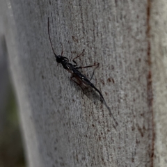 Monomachus antipodalis at Greenleigh, NSW - 25 Jun 2023