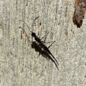 Monomachus antipodalis at Greenleigh, NSW - 25 Jun 2023