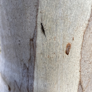 Monomachus antipodalis at Greenleigh, NSW - 25 Jun 2023