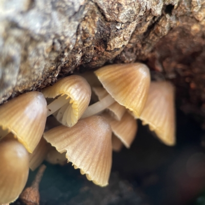 Mycena sp. (genus) (Mycena) at Campbell, ACT - 25 Jun 2023 by Hejor1