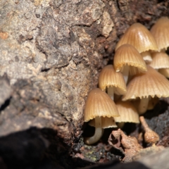 Mycena sp. at Campbell, ACT - 25 Jun 2023 01:04 PM