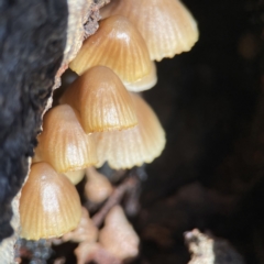 Mycena sp. at Campbell, ACT - 25 Jun 2023 01:04 PM