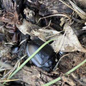 Pterohelaeus piceus at Campbell, ACT - 25 Jun 2023 01:10 PM