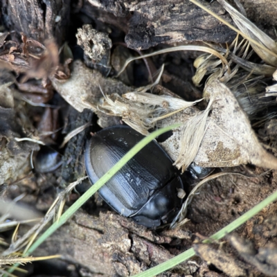 Pterohelaeus piceus (Pie-dish beetle) at Campbell, ACT - 25 Jun 2023 by Hejor1