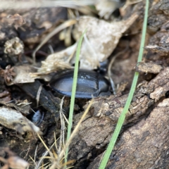 Pterohelaeus piceus at Campbell, ACT - 25 Jun 2023 01:10 PM