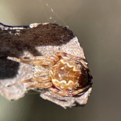 Salsa fuliginata (Sooty Orb-weaver) at Campbell, ACT - 25 Jun 2023 by Hejor1