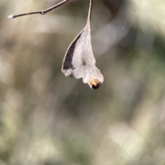 Salsa fuliginata at Campbell, ACT - 25 Jun 2023 01:18 PM