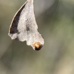 Salsa fuliginata at Campbell, ACT - 25 Jun 2023