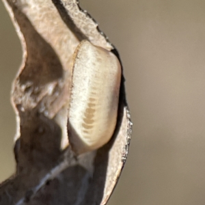 Ellipsidion sp. (genus) at Majura, ACT - 25 Jun 2023