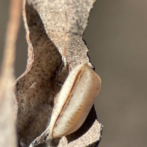 Ellipsidion sp. (genus) at Majura, ACT - 25 Jun 2023