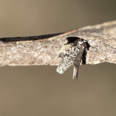 Psychidae (family) IMMATURE (Unidentified case moth or bagworm) at Campbell, ACT - 25 Jun 2023 by Hejor1