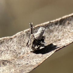 Psychidae (family) IMMATURE at Campbell, ACT - 25 Jun 2023