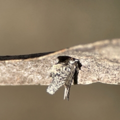 Psychidae (family) IMMATURE at Campbell, ACT - 25 Jun 2023