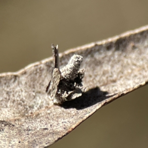 Psychidae (family) IMMATURE at Campbell, ACT - 25 Jun 2023