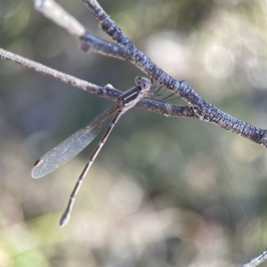 Austrolestes leda at Campbell, ACT - 25 Jun 2023