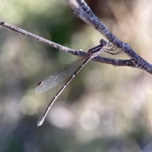 Austrolestes leda at Campbell, ACT - 25 Jun 2023