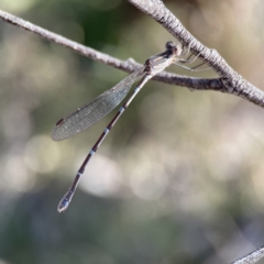 Austrolestes leda at Campbell, ACT - 25 Jun 2023