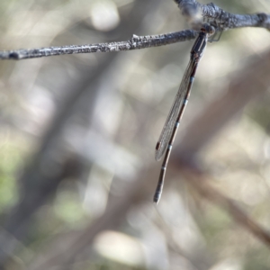 Austrolestes leda at Campbell, ACT - 25 Jun 2023