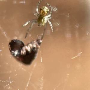 Deliochus sp. (genus) at Campbell, ACT - 25 Jun 2023 01:30 PM