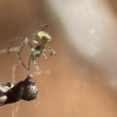 Deliochus sp. (genus) at Campbell, ACT - 25 Jun 2023