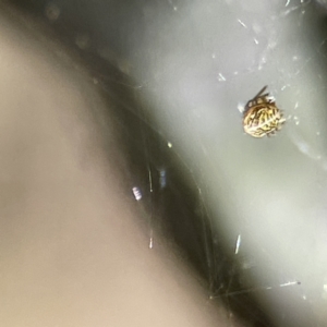 Deliochus sp. (genus) at Campbell, ACT - 25 Jun 2023 01:30 PM