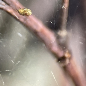 Deliochus sp. (genus) at Campbell, ACT - 25 Jun 2023