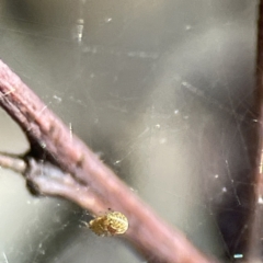 Deliochus sp. (genus) at Campbell, ACT - 25 Jun 2023 01:30 PM