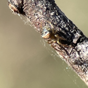 Araneus albotriangulus at Campbell, ACT - 25 Jun 2023
