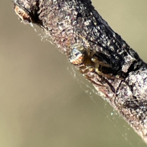 Araneus albotriangulus at Campbell, ACT - 25 Jun 2023 01:24 PM